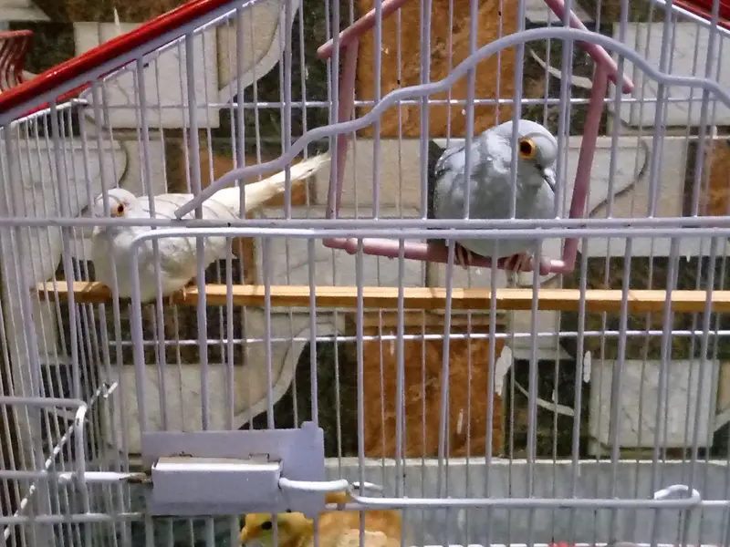 Dove Pair — photo 2