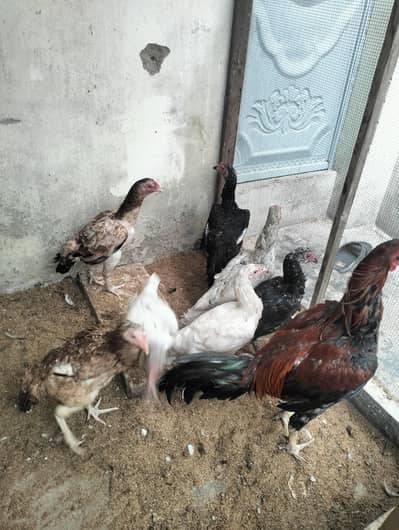 Aseel murga aur murgi 03372024515