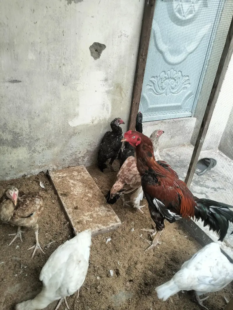 Aseel murga aur murgi 03372024515 — photo 2
