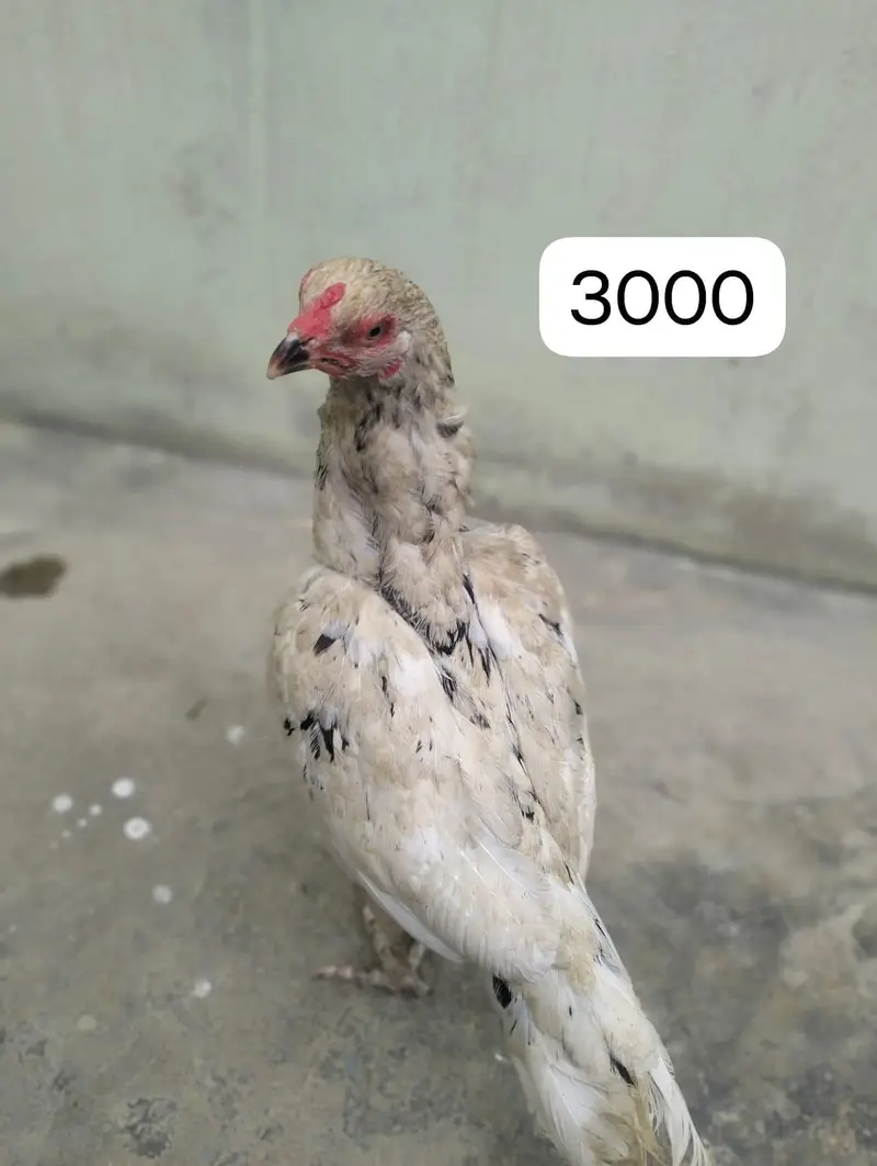 Aseel murga aur murgi 03372024515 — photo 6