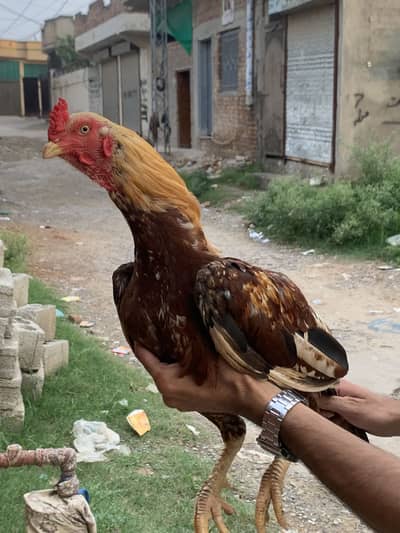High quality home breed 2 pathy available