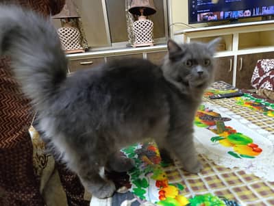 cat for sale