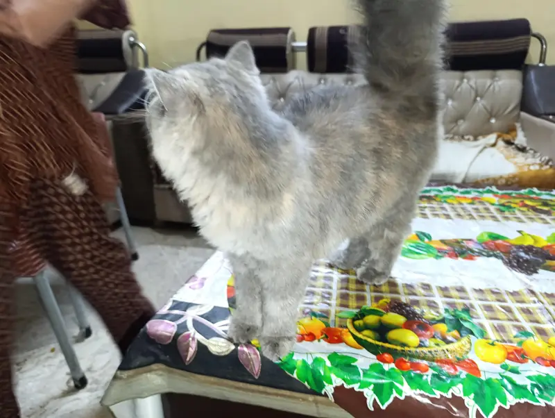 cat for sale — photo 2