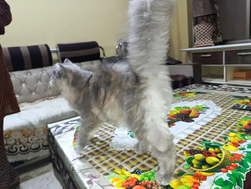 cat for sale — photo 3