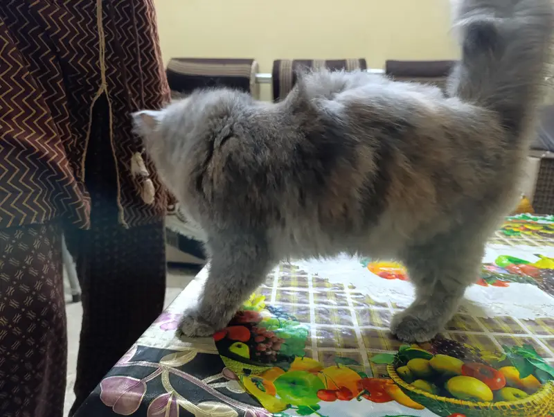 cat for sale — photo 4