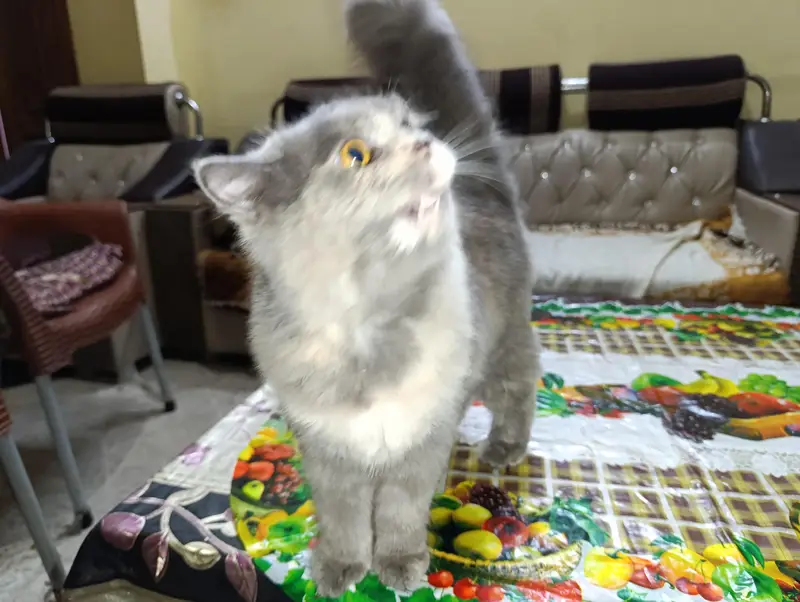 cat for sale — photo 5