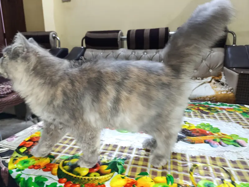 cat for sale — photo 6