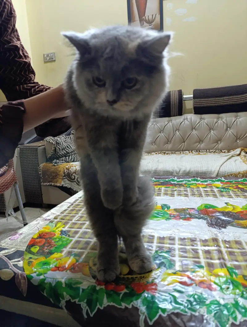 cat for sale — photo 7