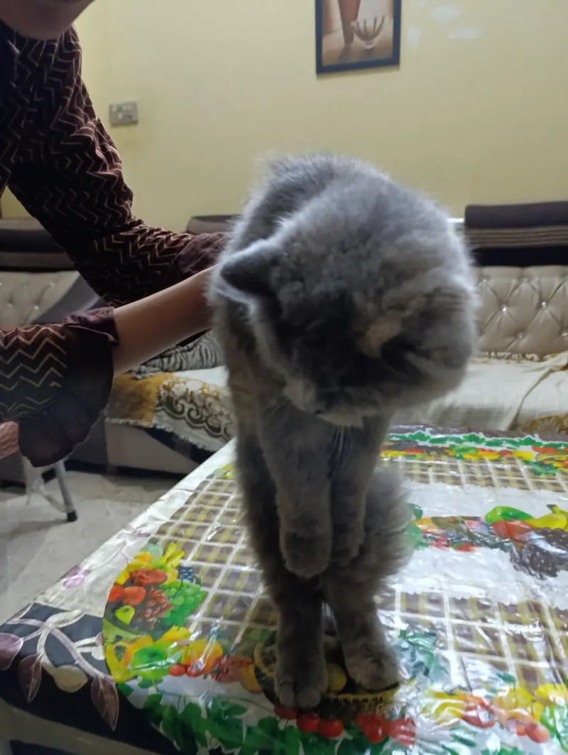 cat for sale — photo 8