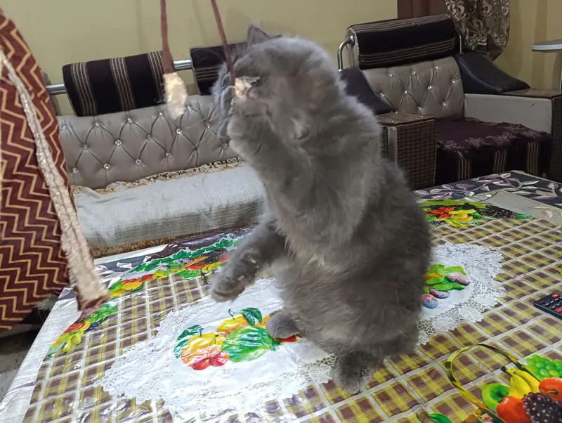 cat for sale — photo 9