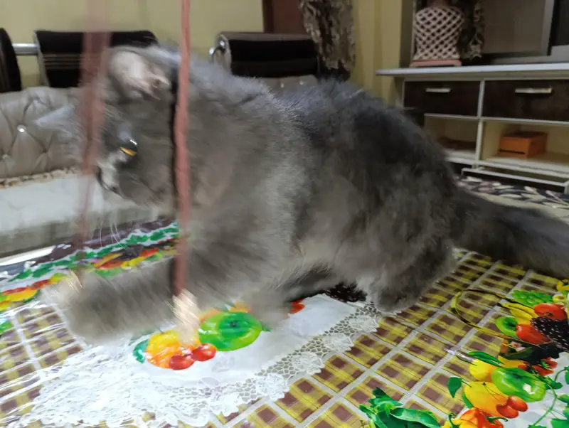 cat for sale — photo 10