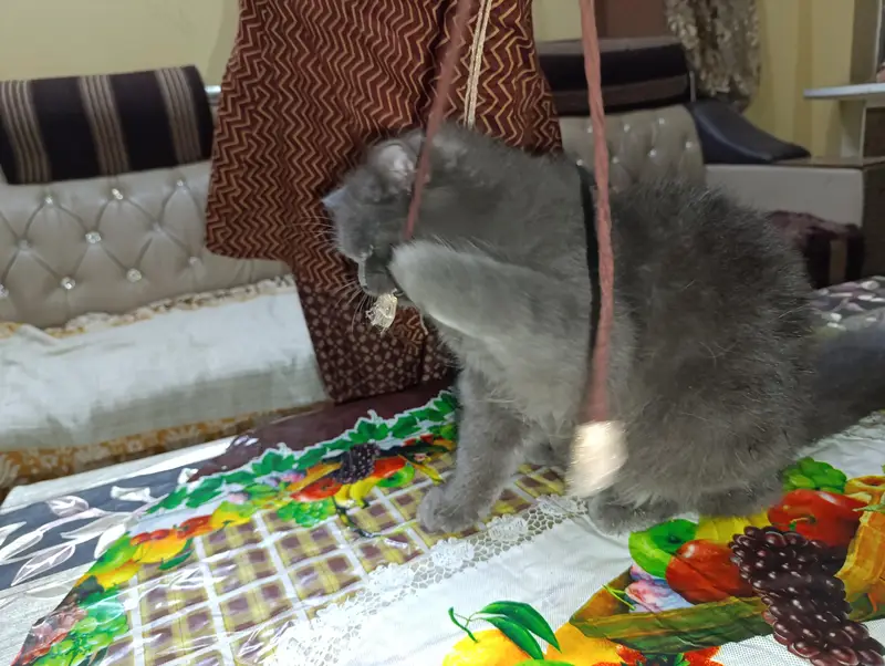 cat for sale — photo 11
