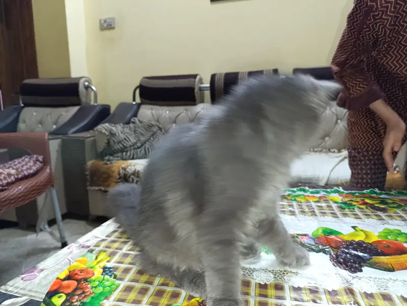 cat for sale — photo 12