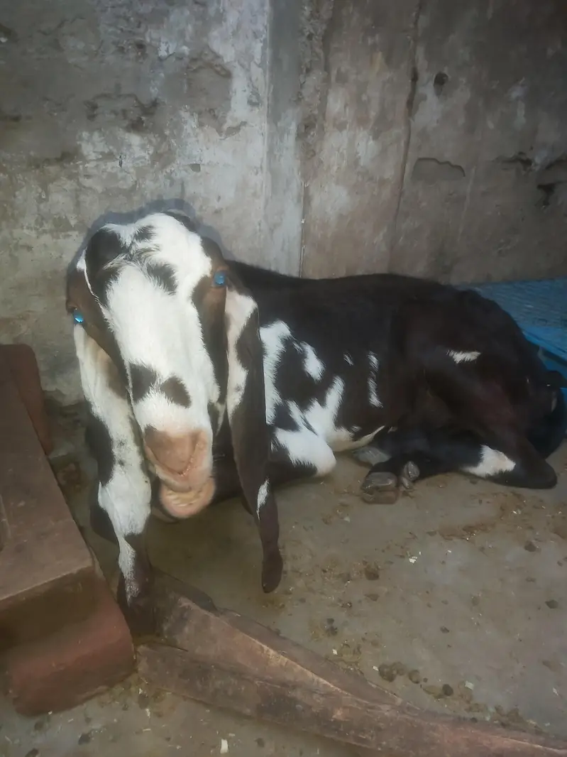 16000 per kg — photo 2