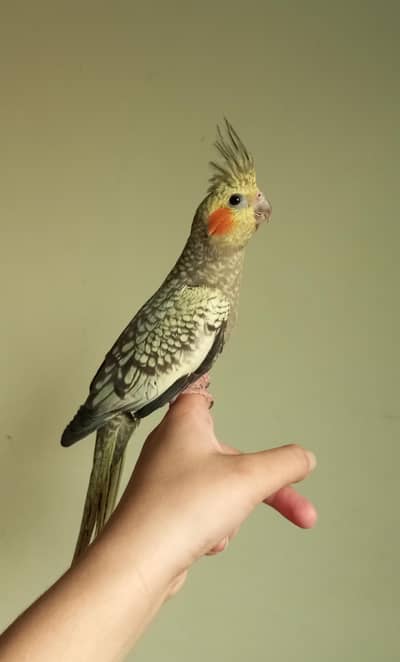 Tame pearl cocktal