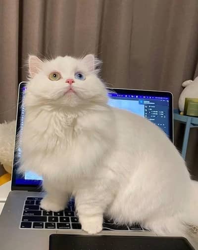 pair ha Persian odd eyes