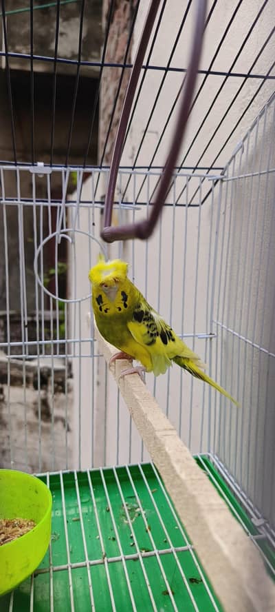 Hogo breeder female
