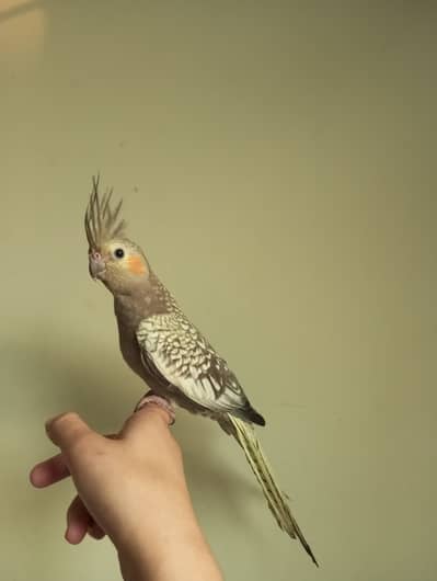 Tame pearl cocktail