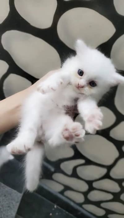 Pure persian kitten for sale