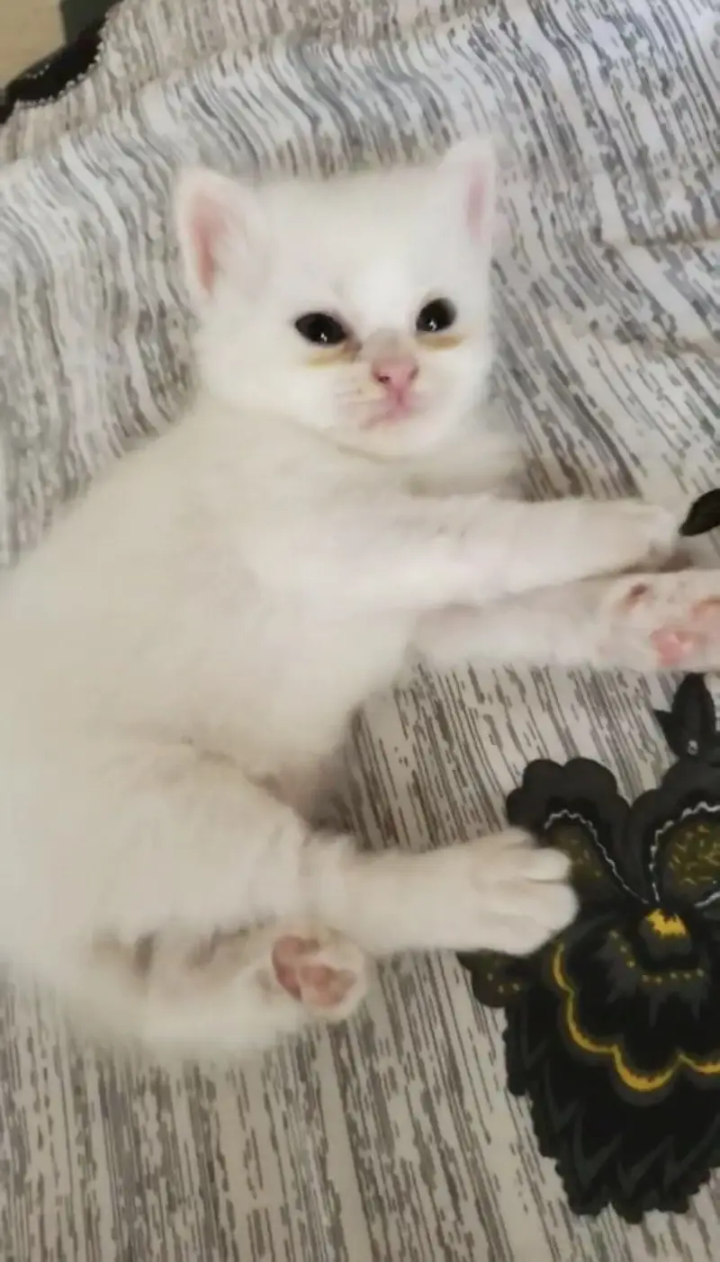 Pure persian kitten for sale — photo 2