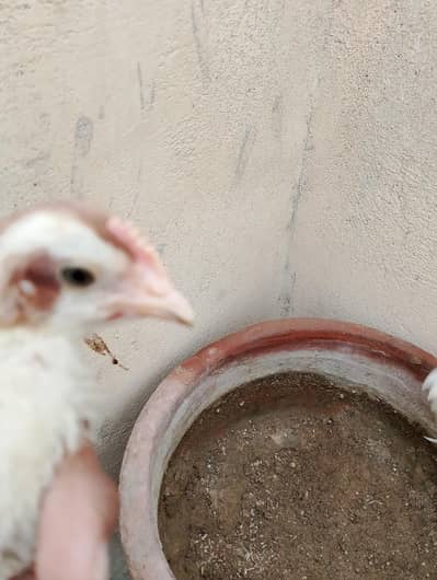 chicks