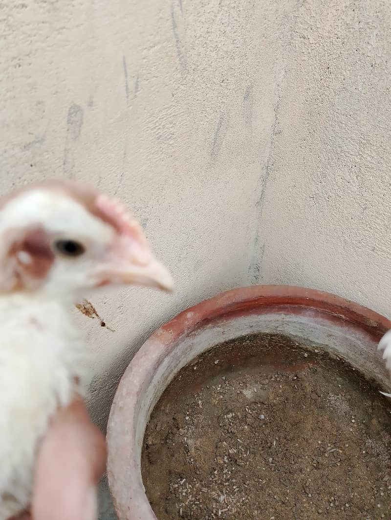 chicks 0