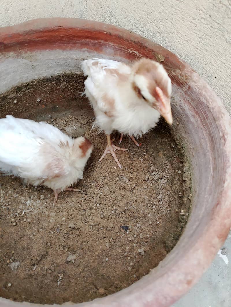 chicks 1