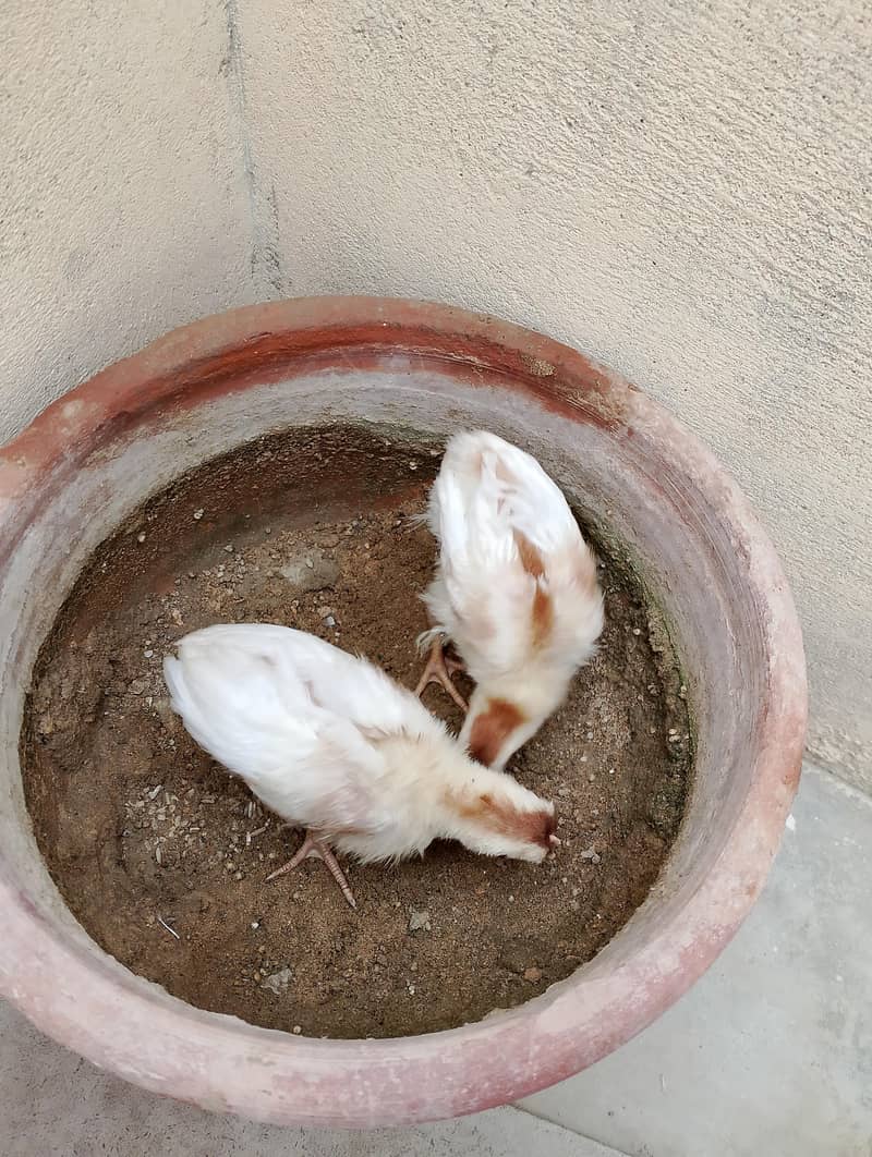chicks 2