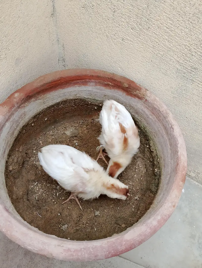 chicks — photo 3
