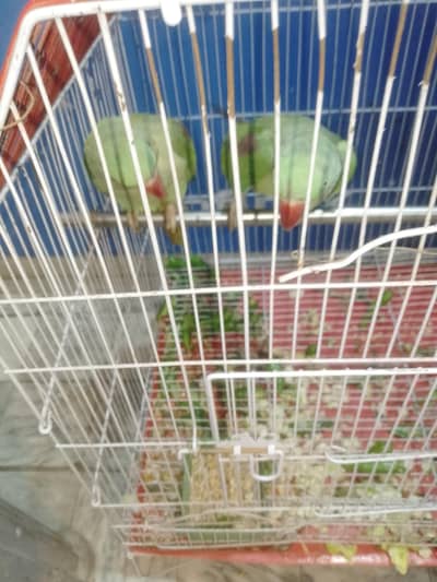 Kashmir parrots