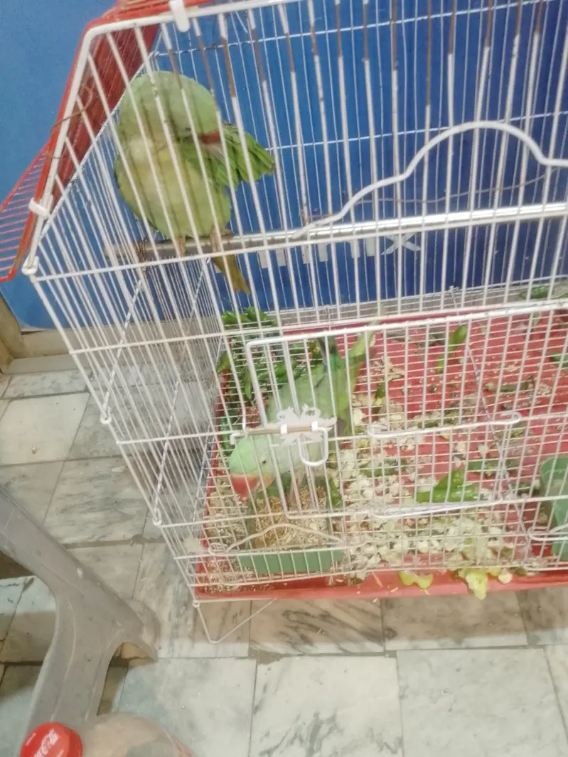 Kashmieri parrots — photo 2
