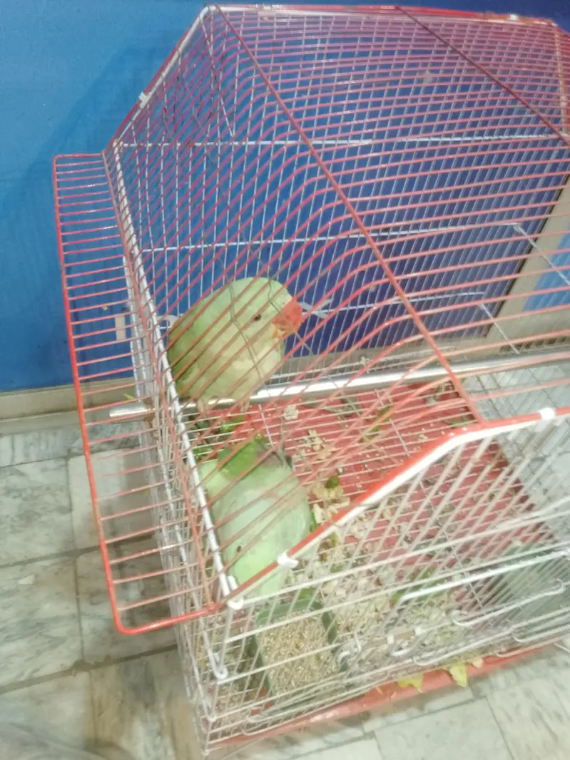 Kashmieri parrots — photo 3