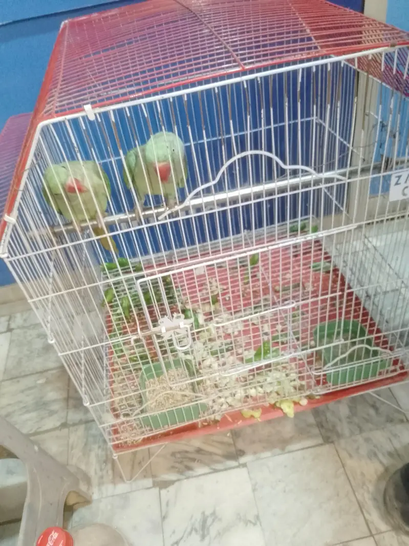 Kashmieri parrots — photo 4