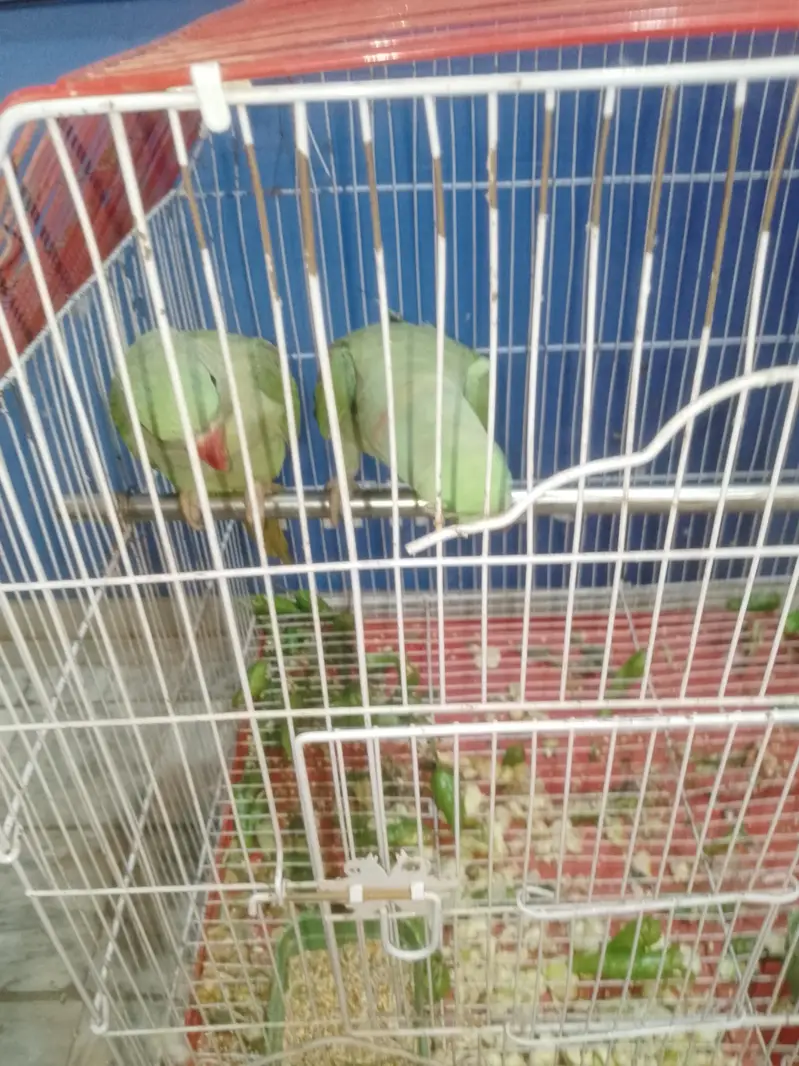 Kashmieri parrots — photo 5