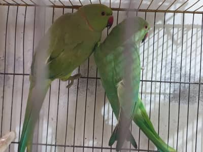 Ringneck Pair