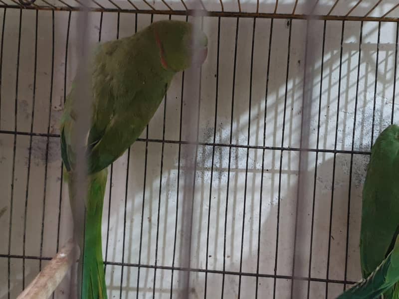 Ringneck Pair 1