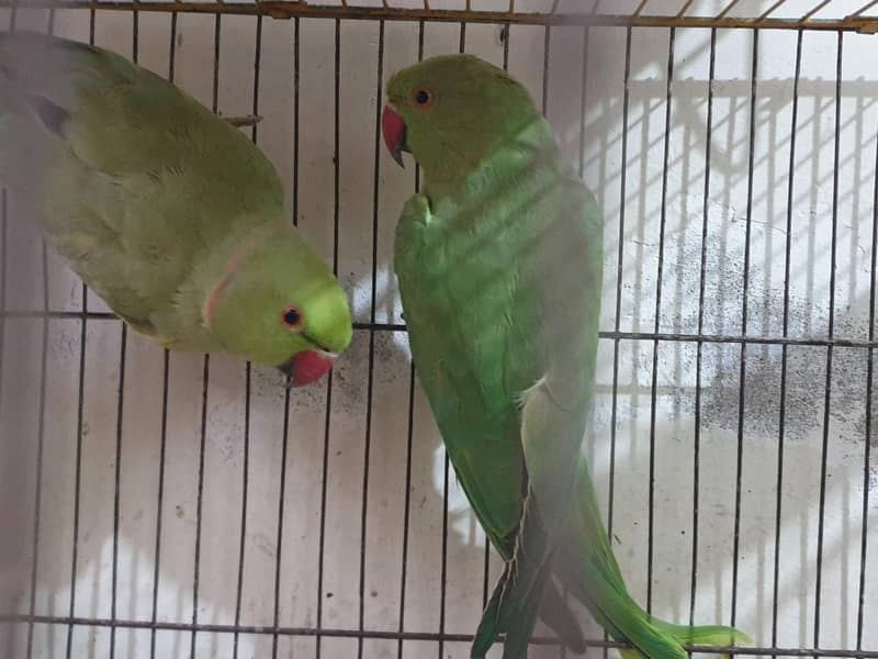 Ringneck Pair 2