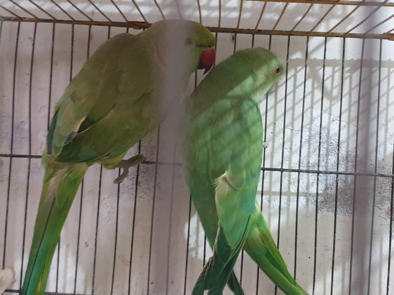 Ringneck Pair 3