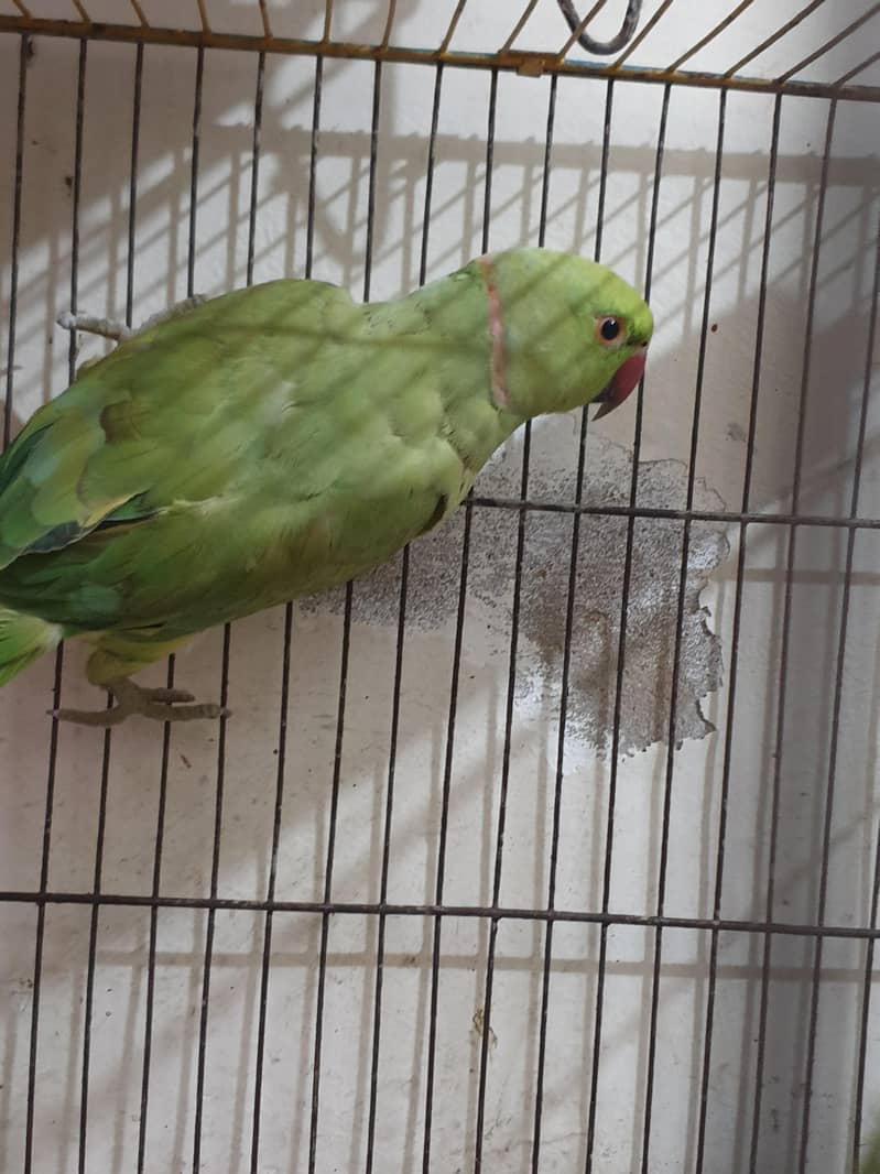 Ringneck Pair 4