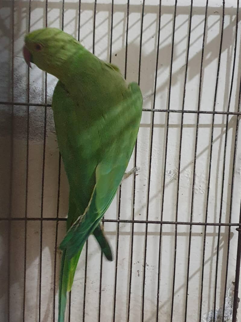 Ringneck Pair 5