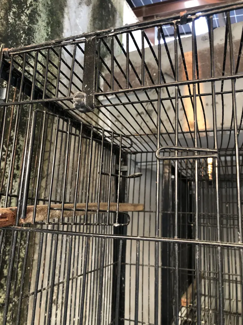 4in1 Cages & Breeding Boxes for lovebirds — photo 3