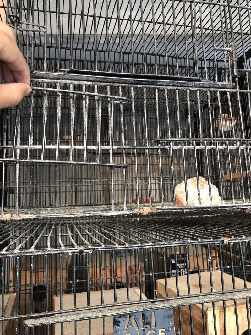 4in1 Cages & Breeding Boxes for lovebirds — photo 5
