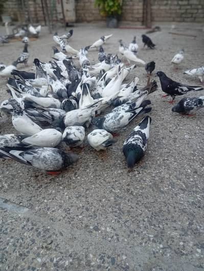 pigeons for sale