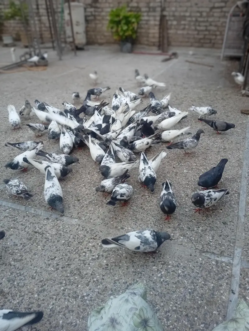 pigeons for sale — photo 2