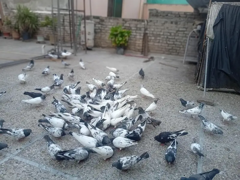 pigeons for sale — photo 3
