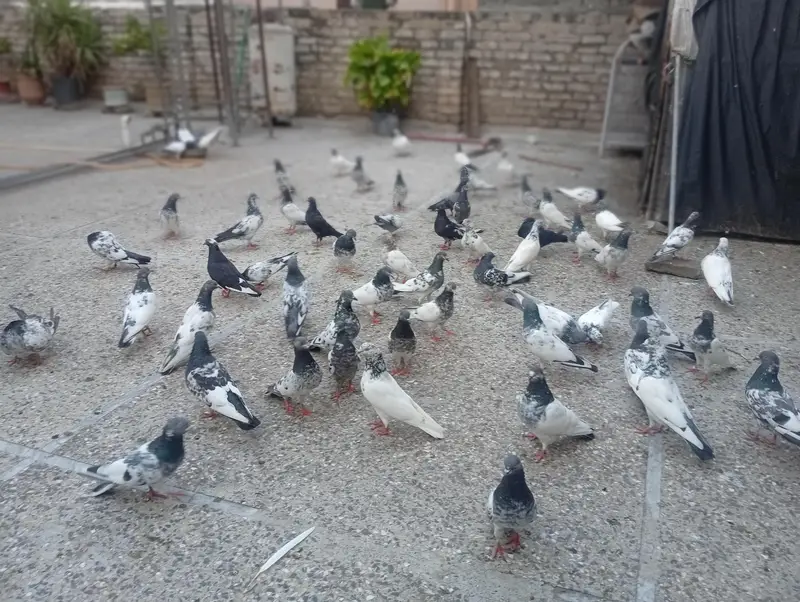 pigeons for sale — photo 4