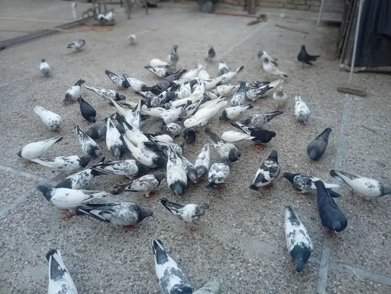 pigeons for sale — photo 5