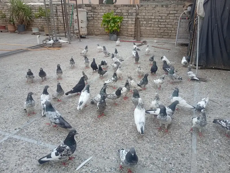 pigeons for sale — photo 6