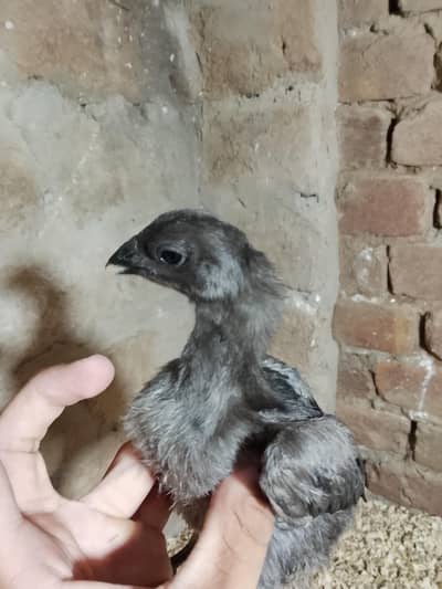 Black dragon & penus Chick's available