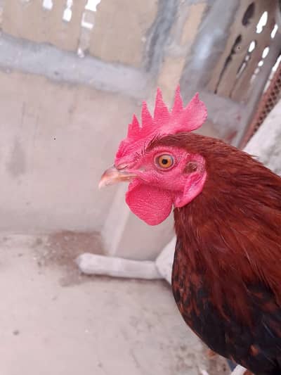 2 murghey for sale